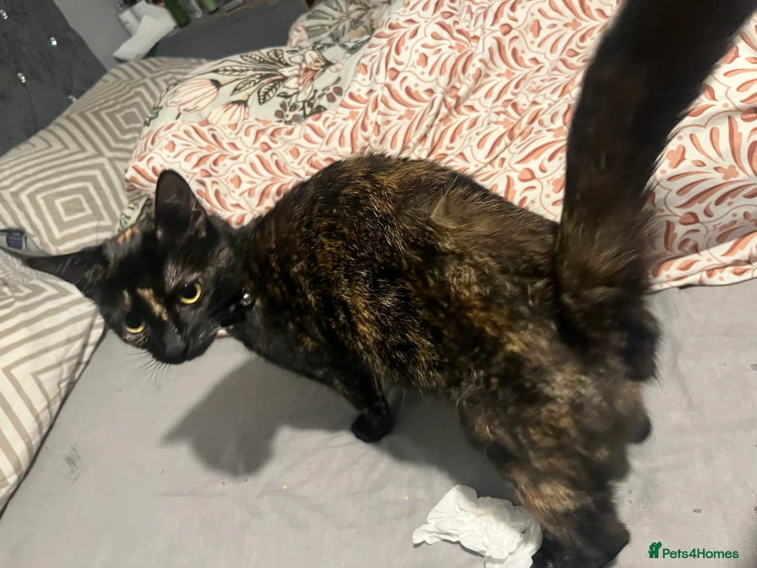 Mixed Breed cats for sale: Stunning Mixed Breed Tuxedo Female kittens - Advert 12