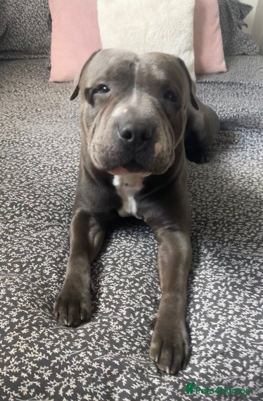 American Bull Staffy dogs Bruno cute boy for stud  - Advert 3