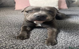 American Bull Staffy dogs for stud: Bruno cute boy for stud  - Image 1