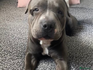 American Bull Staffy dogs - Advert 34