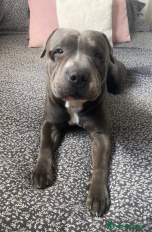 American Bull Staffy dogs - Advert 1