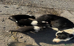 Border Collie dogs for sale: Collie puppies  - Image 6