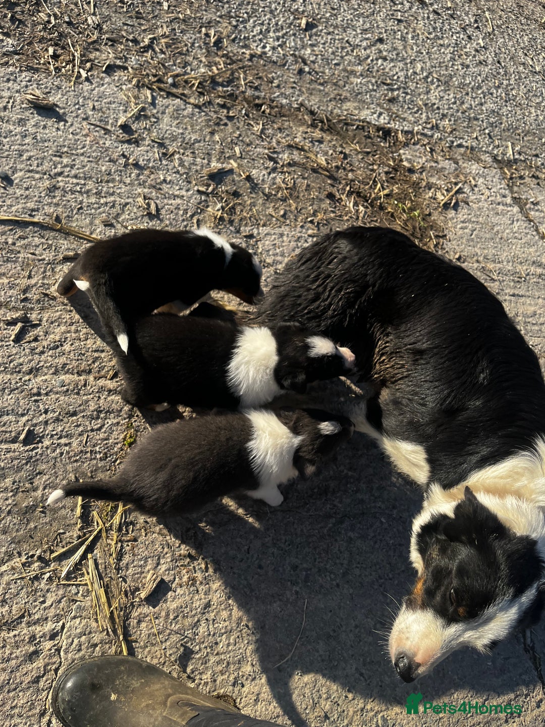 Border Collie dogs for sale: Collie puppies  - Image 6