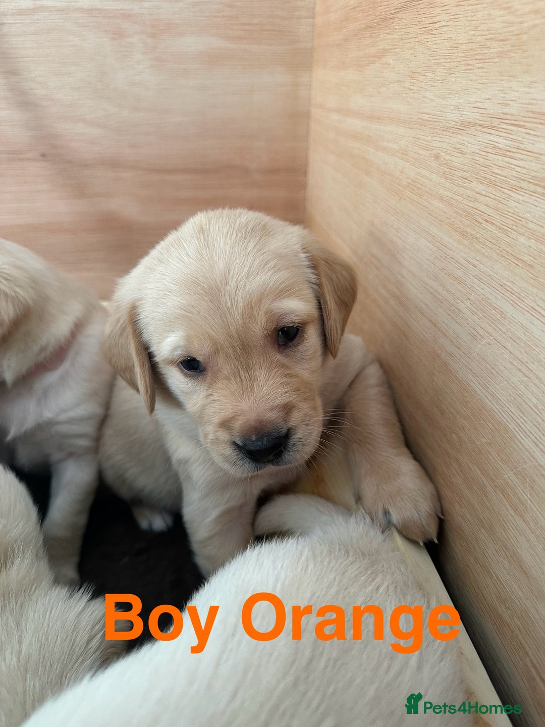 Goldador dogs for sale: Goldadors from KC registered parents  - Advert 3