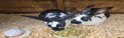 Belgian Hares rabbits for sale: 'Wren & Ruby' unique pair of female Belgian Hares - Advert 6