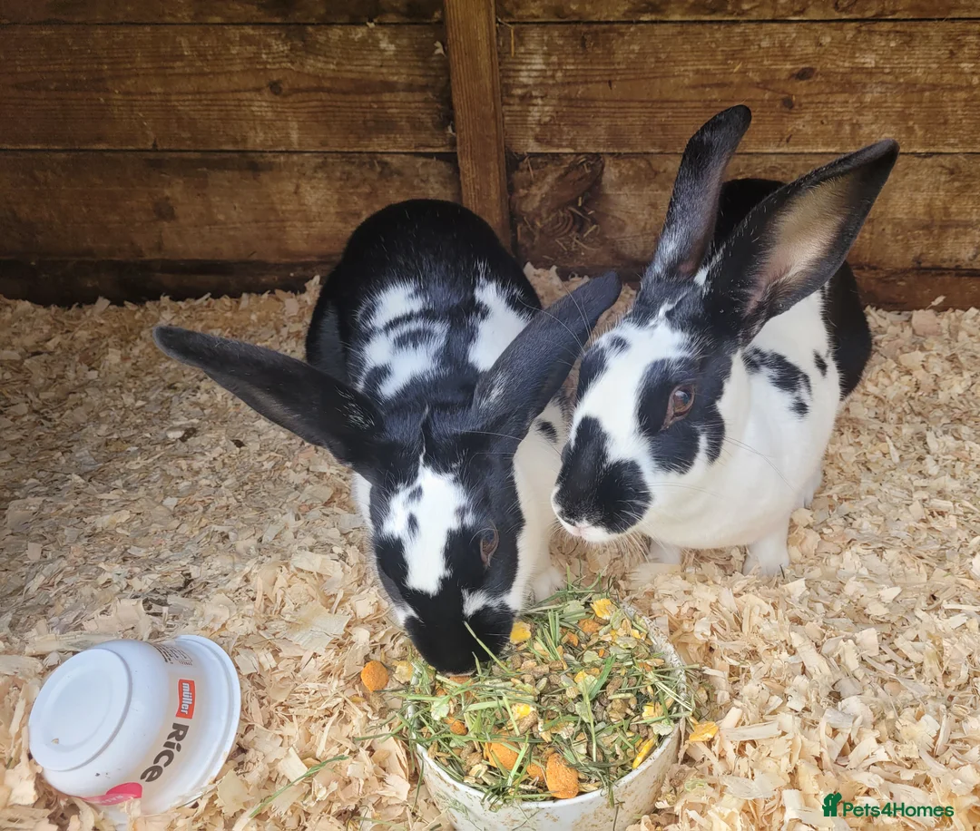 Belgian Hares rabbits for sale: 'Wren & Ruby' unique pair of female Belgian Hares - Advert 6