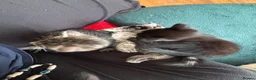 Domestic Shorthair cats for sale: 3 Kittens Ready Oct 4th - WR12 - Advert 26