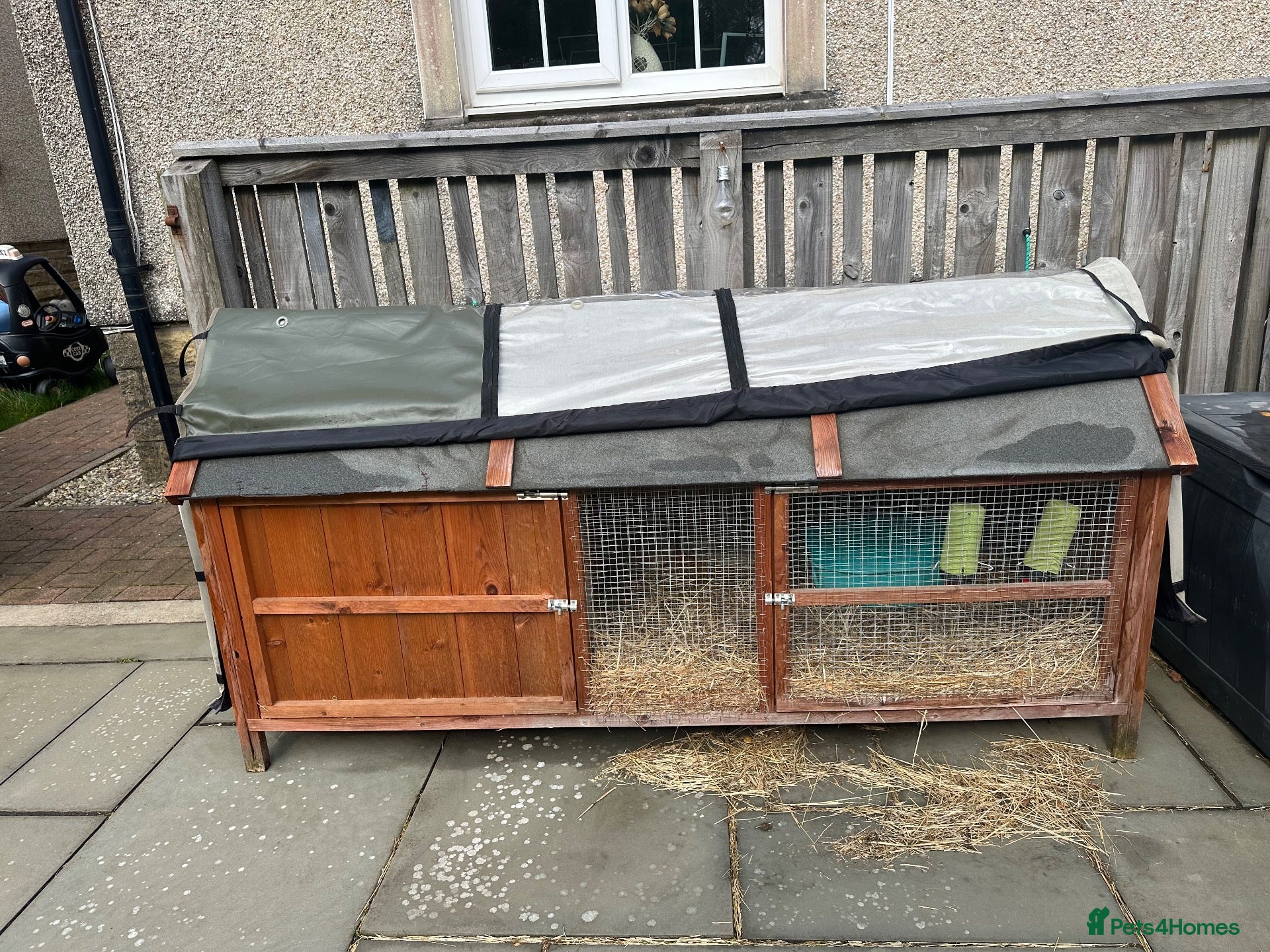 Guinea Pig rodents X2 Female Guinea pigs 2 years old  - Advert 2