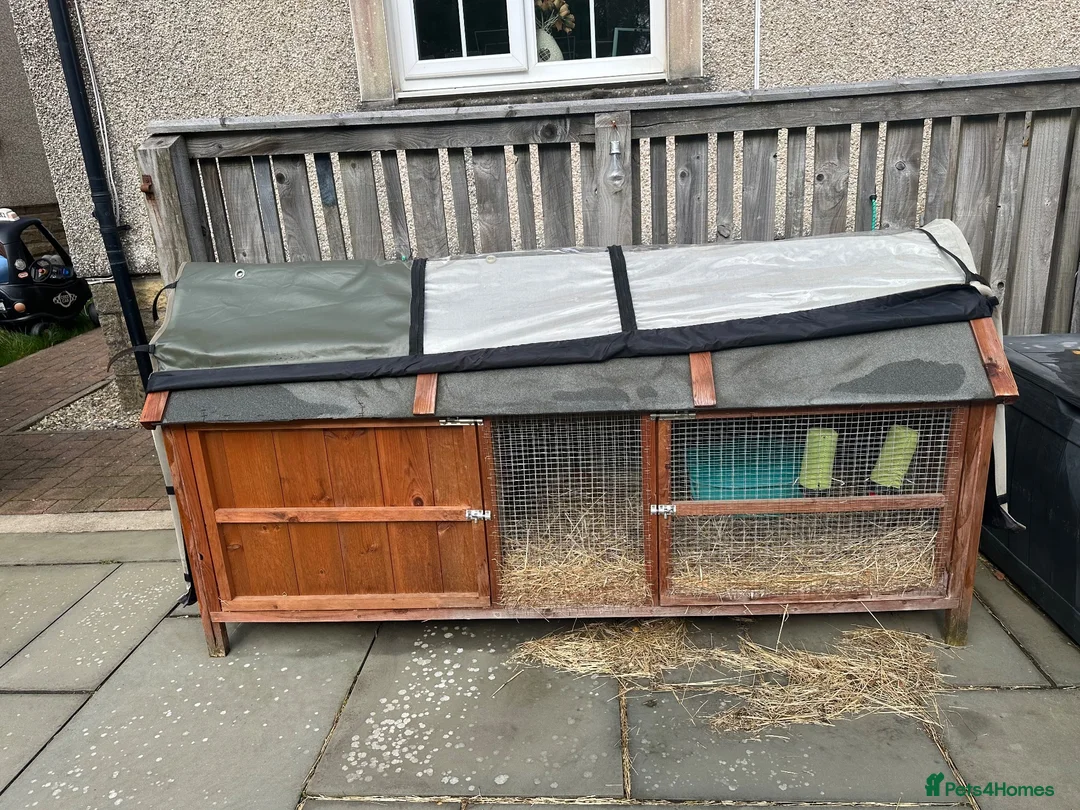Guinea Pig rodents for sale: X2 Female Guinea pigs 2 years old  in Glasgow - Advert 2