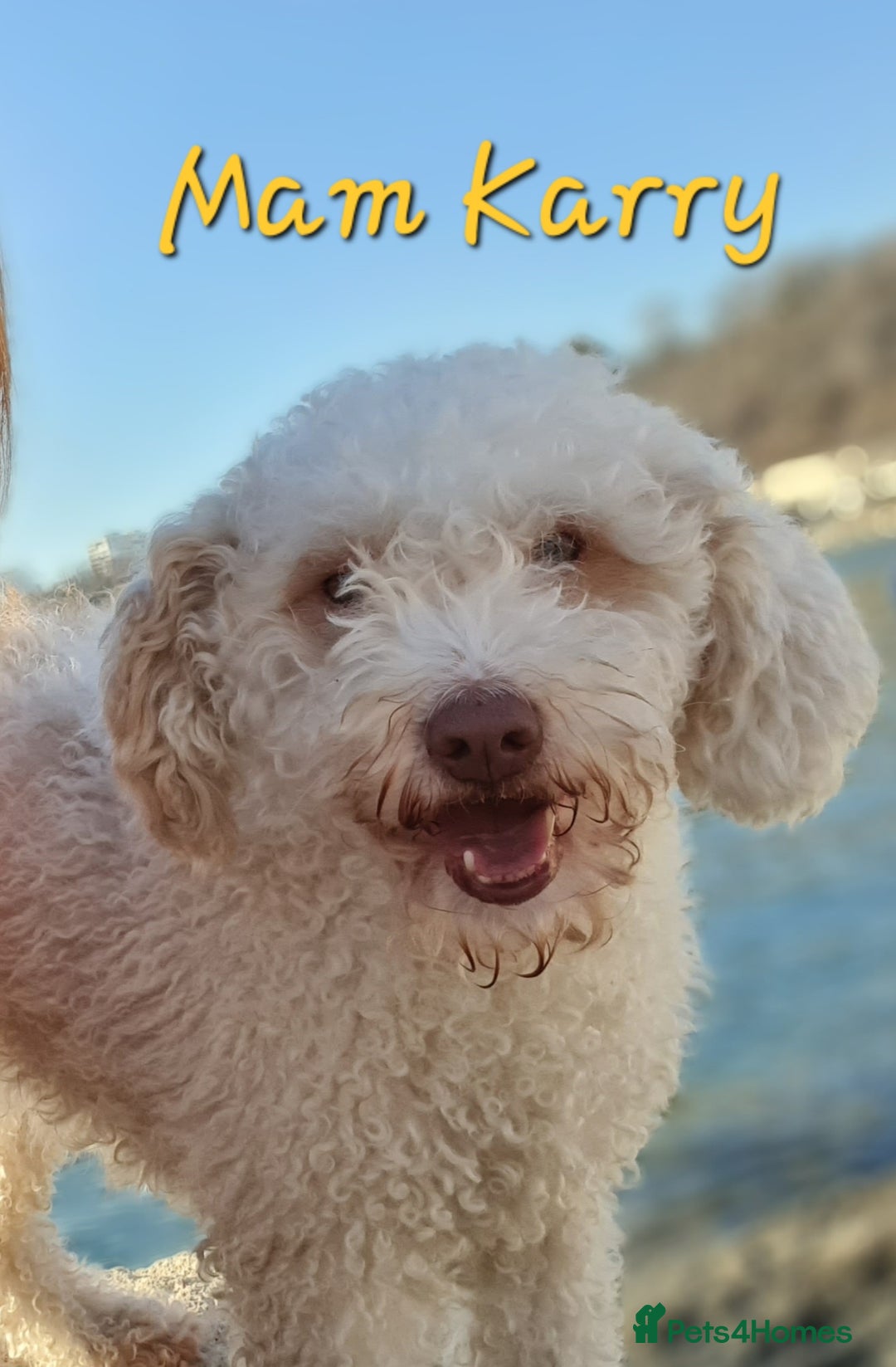 Lagotto Romagnolo dogs for sale: Lagotto Romagnolo - The Best breed ever  - Image 13