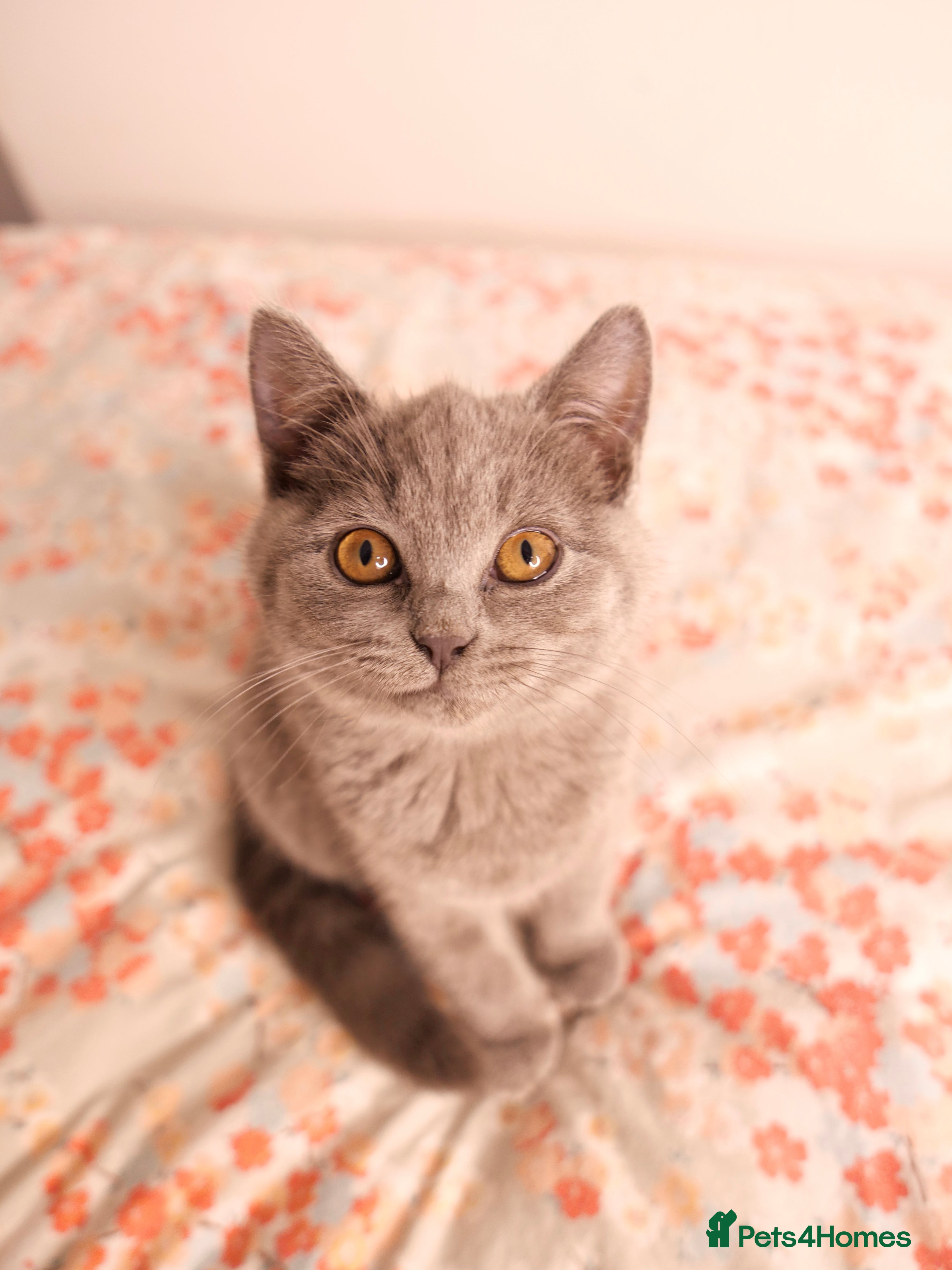 British Shorthair cats GCCF Registered British Shorthair Kittens -Cardiff - Advert 4