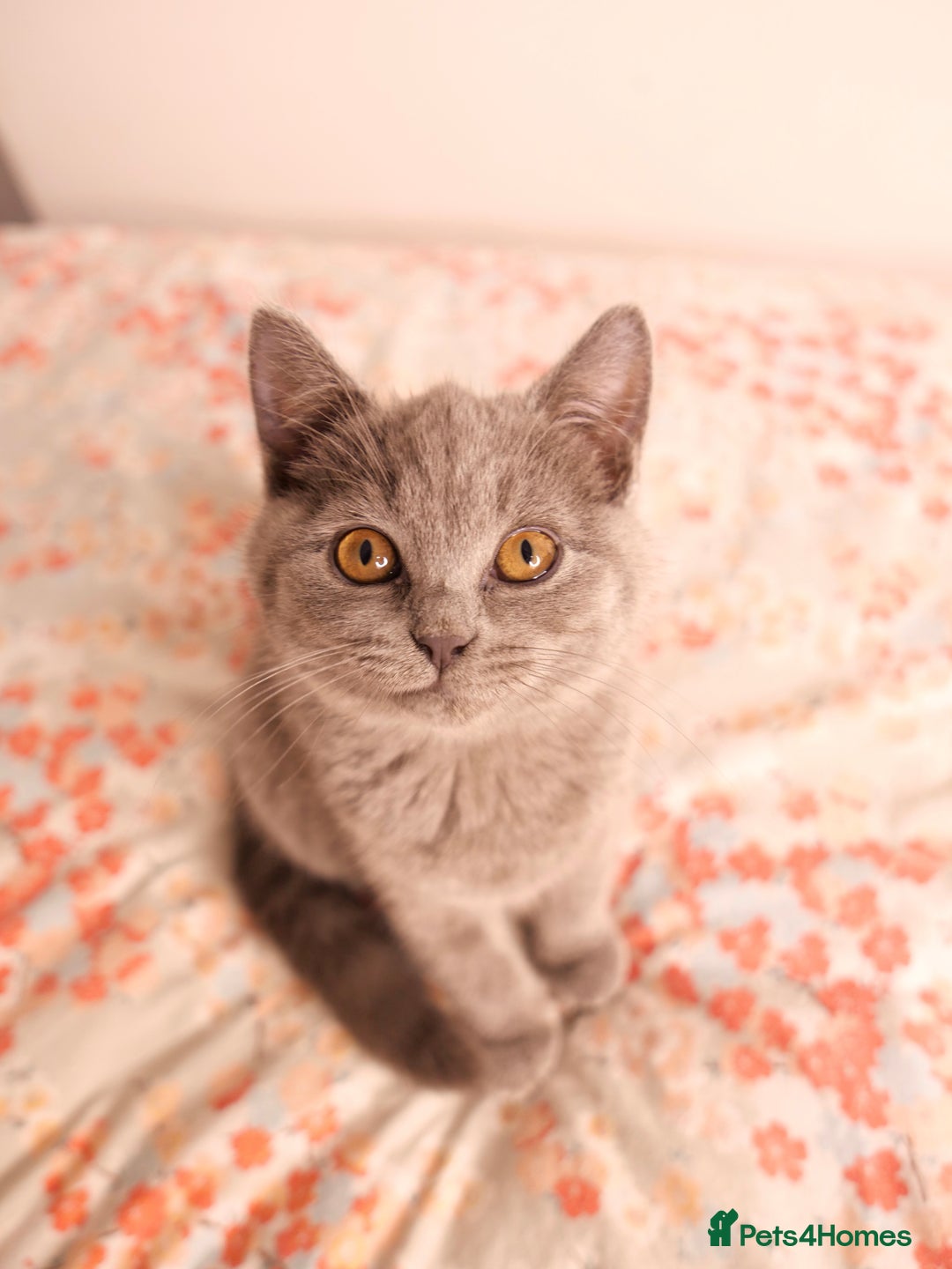British Shorthair cats for sale: GCCF Registered British Shorthair Kittens -Cardiff - Advert 1