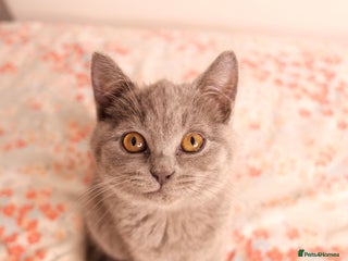 British Shorthair cats GCCF Registered British Shorthair Kittens -Cardiff - Advert 7