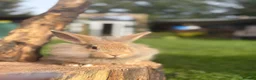 Lionhead rabbits for sale: 2 male rabbits 9 weeks old  - Advert 12