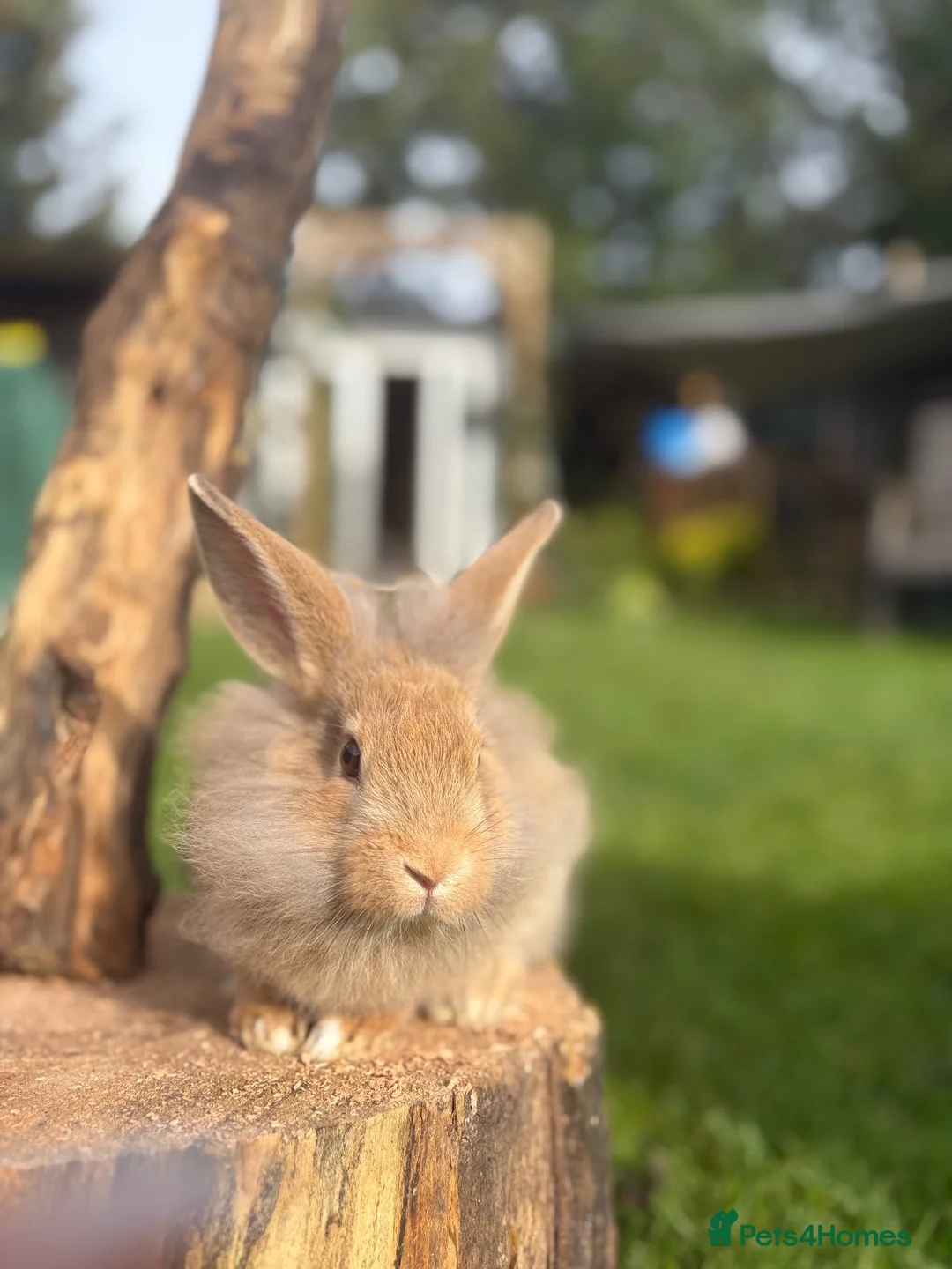 Lionhead rabbits for sale: 2 male rabbits 9 weeks old  - Advert 12
