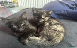 Ragdoll cats for sale: Ragdoll cross kittens - Image 4