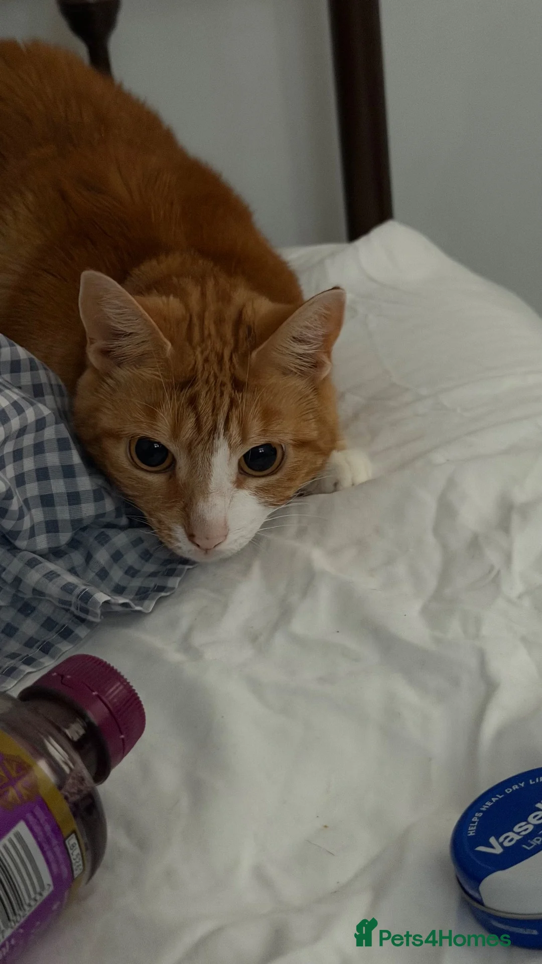 Mixed Breed cats for sale: Marla  - Advert 1