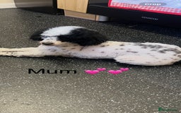 Miniature Poodle dogs for sale: 3 miniature poodles remaining  - Image 20