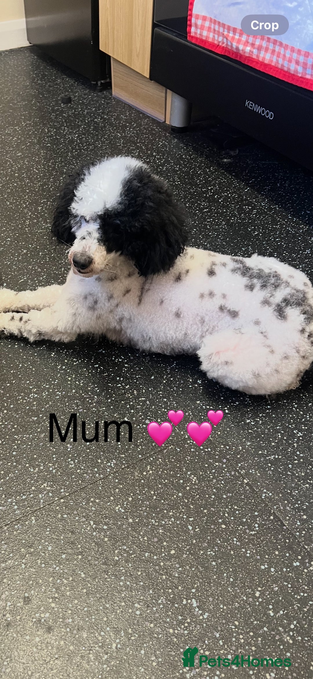 Miniature Poodle dogs for sale: 3 miniature poodles remaining  - Image 20
