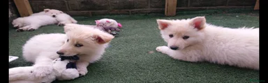 Mixed Breed Puppy 1