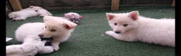 Mixed Breed dogs for sale: PUPPIES FOR SALE - Advert 4