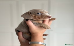 Miniature Dachshund dogs for sale: Kc reg Miniature Dachshund Puppies 🐶 💕 - Image 6