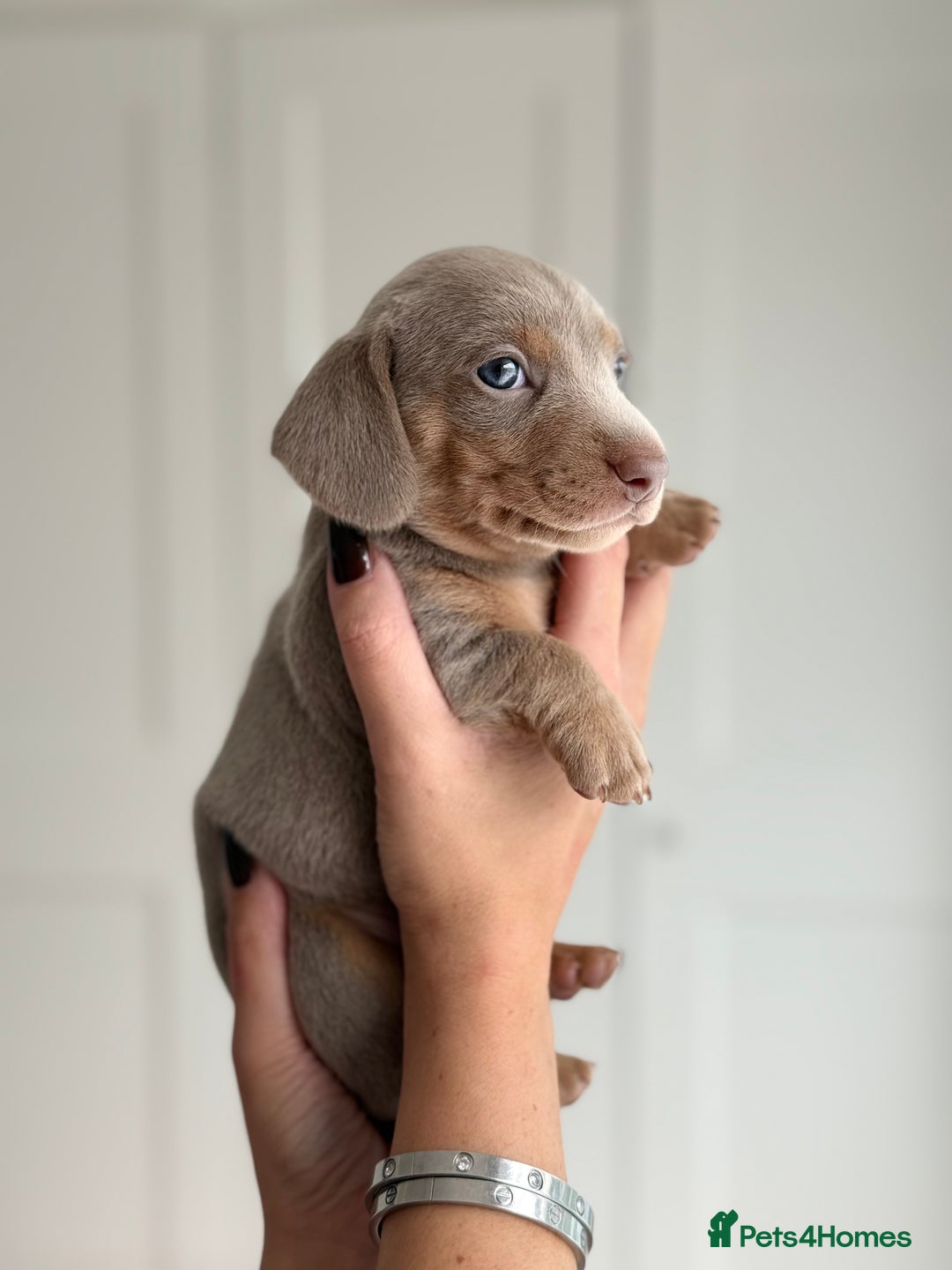 Miniature Dachshund dogs for sale: Kc reg Miniature Dachshund Puppies 🐶 💕 - Image 6