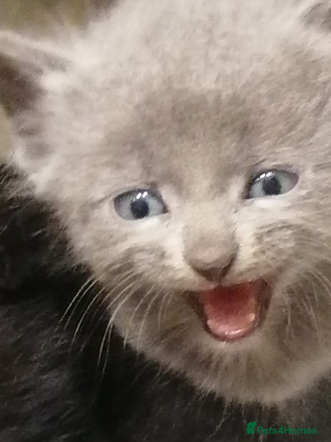 Mixed Breed cats for sale: Outstandingly gorgeous mixed kittens  - Image 6