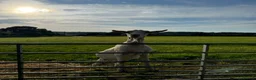 Goats livestock for sale: 2 Male Castrated Goats in Fareham - Advert 5