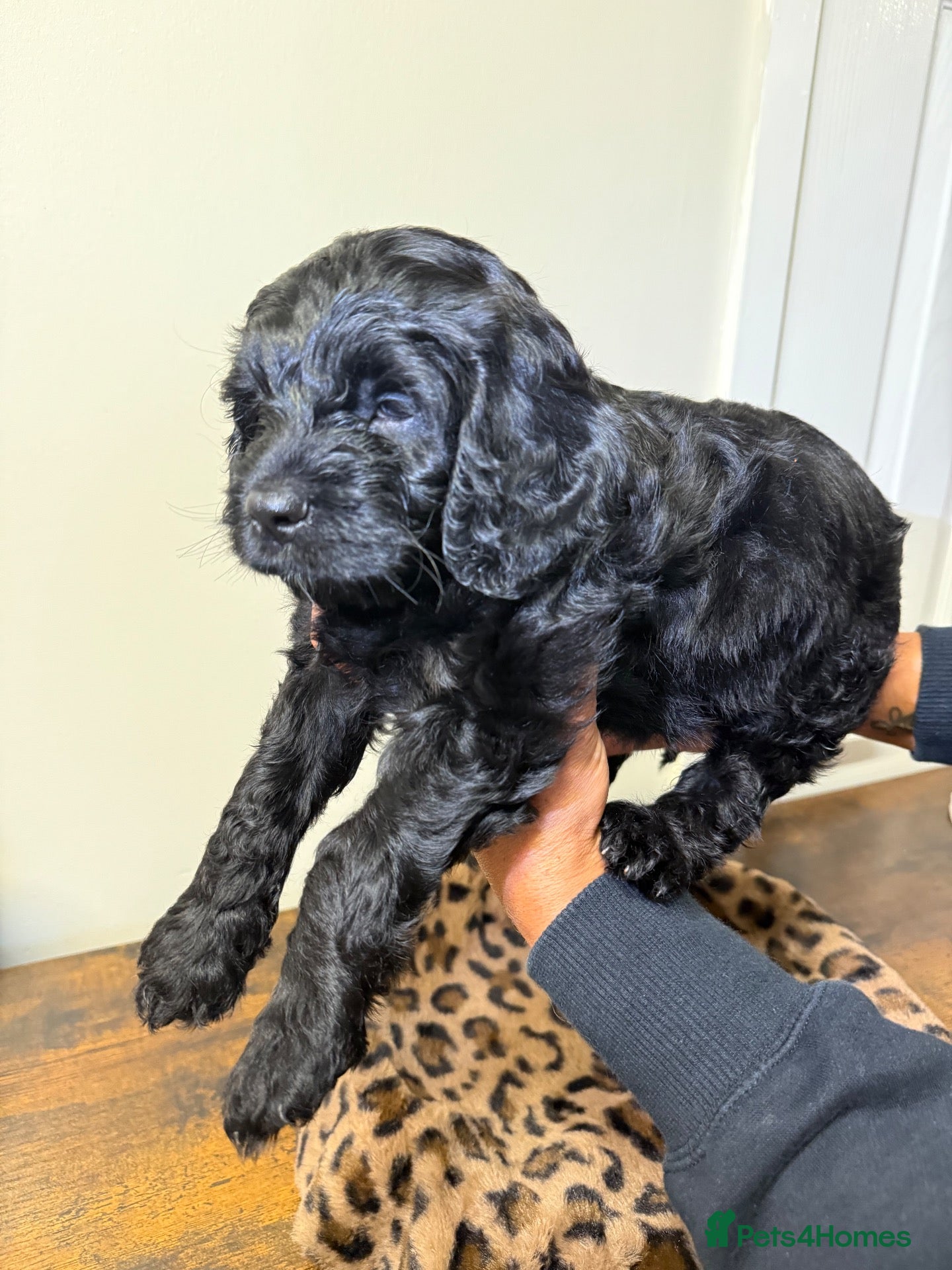 Mixed Breed dogs BEAUTIFUL COCKAPOO MIXED BREED PUPPIES - Advert 15