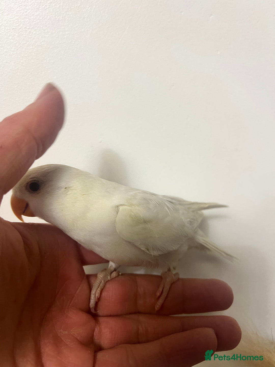 Lovebirds birds for sale: Baby lovebirds - Advert 6