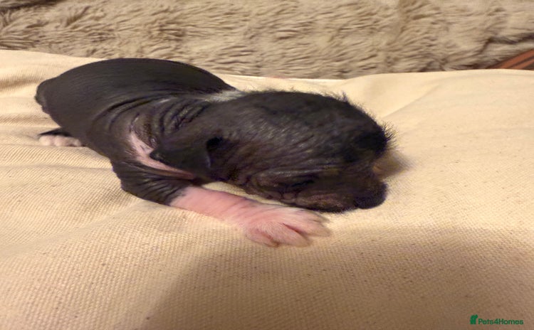 Mixed Breed dogs Beautiful hairless little boy chihuahua  - Advert 5