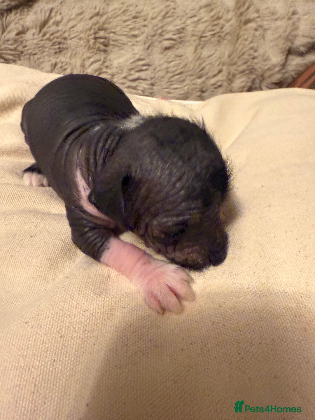 Mixed Breed dogs for sale: Beautiful hairless little boy chihuahua  - Advert 1