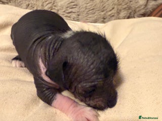 Mixed Breed dogs Beautiful hairless little boy chihuahua - Advert 2