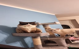Ragdoll cats for stud: Ragdoll Stud - Max (Seal Bicollor)  - Image 1