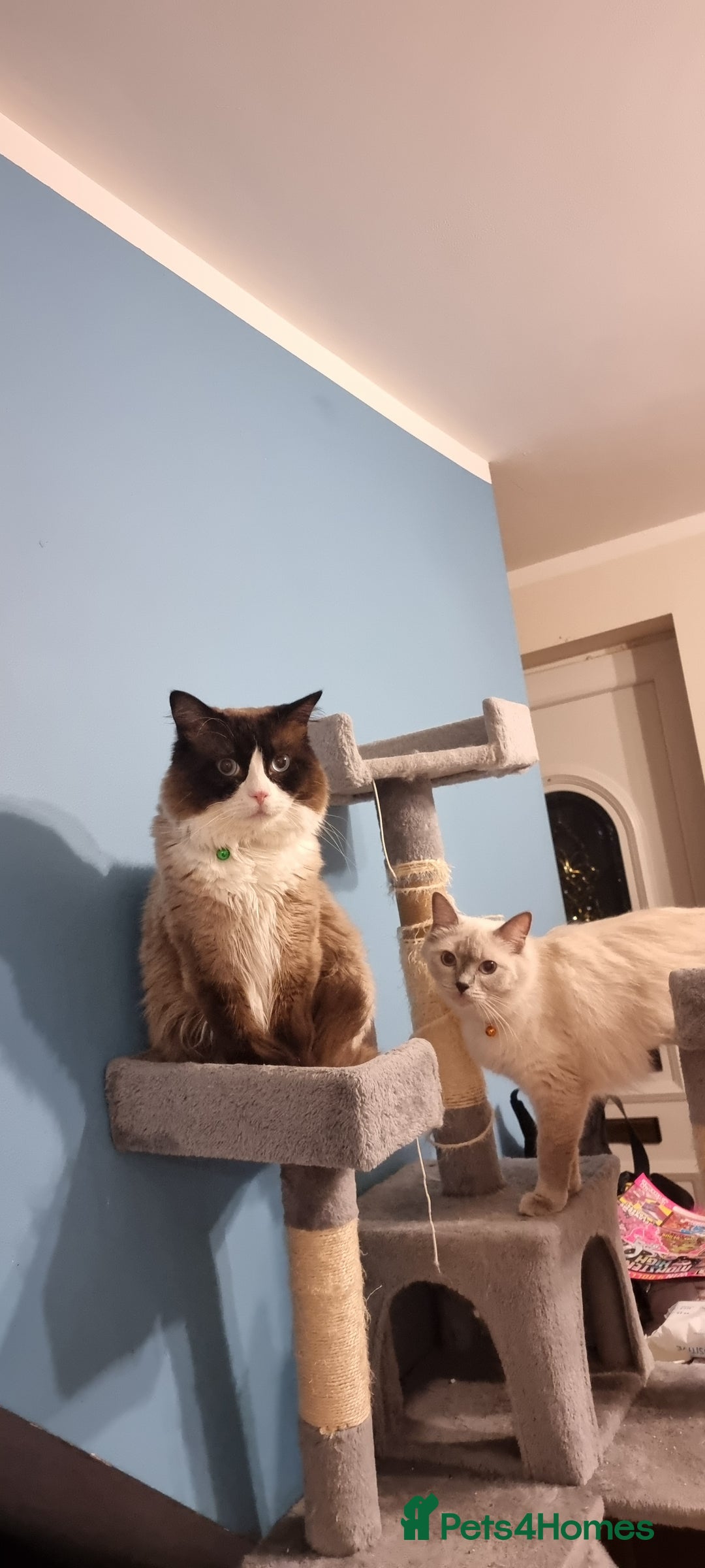 Ragdoll cats for stud: Ragdoll Stud - Max (Seal Bicollor)  - Image 1
