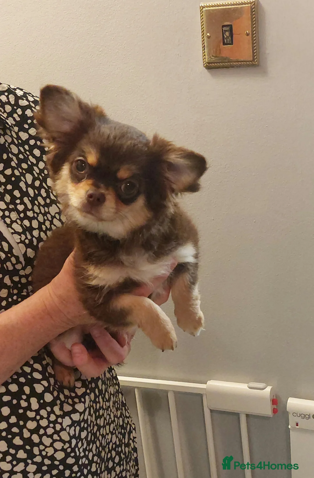 Chihuahua dogs for sale: Kc Reg Chihuahua Chocolate tri puppy - Advert 1