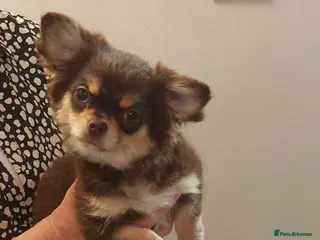 Chihuahua dogs Kc Reg Chihuahua Chocolate tri puppy - Advert 1