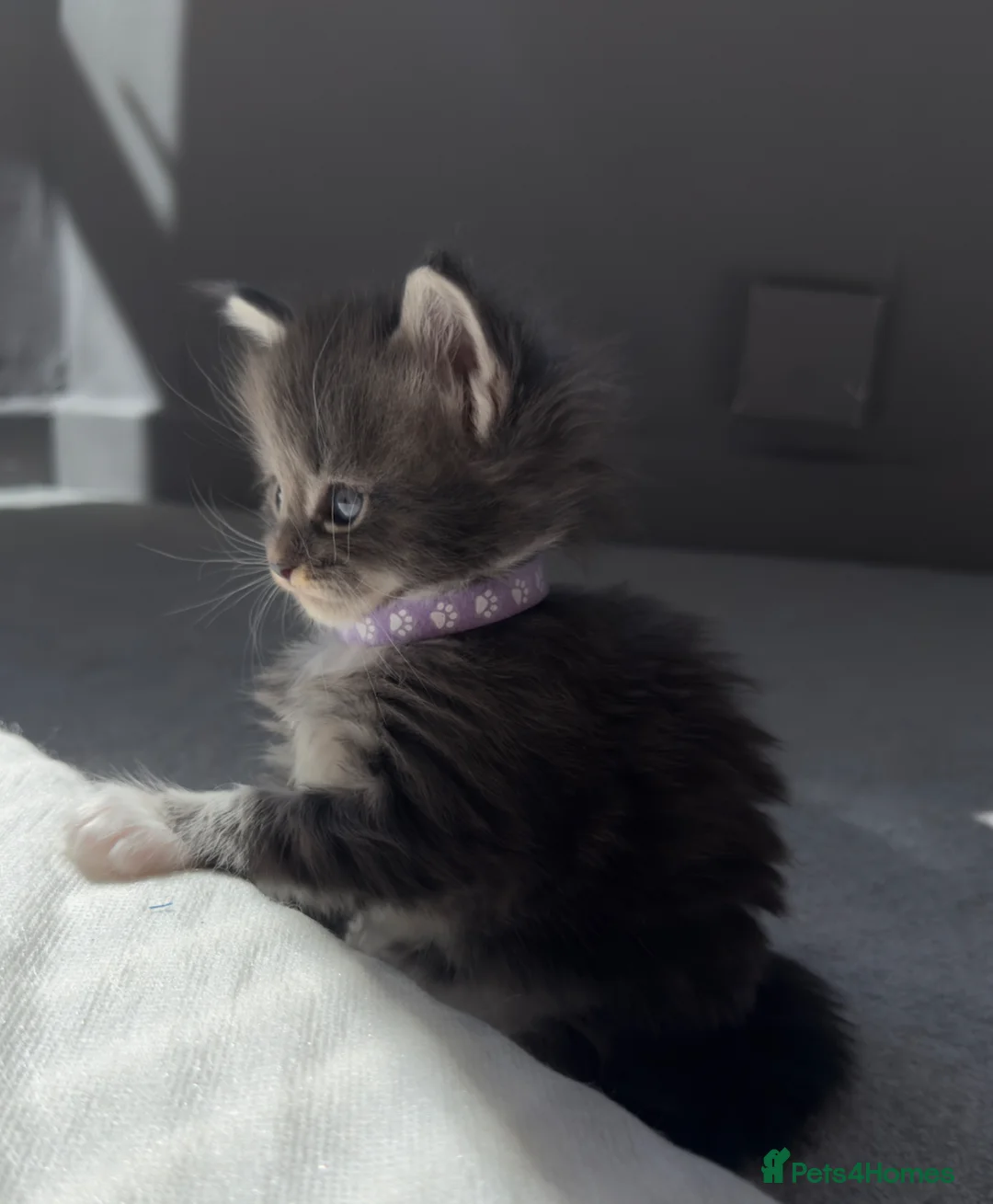 Maine Coon cats for sale: Magnificent XXL Maine Coon kittens  - Advert 14