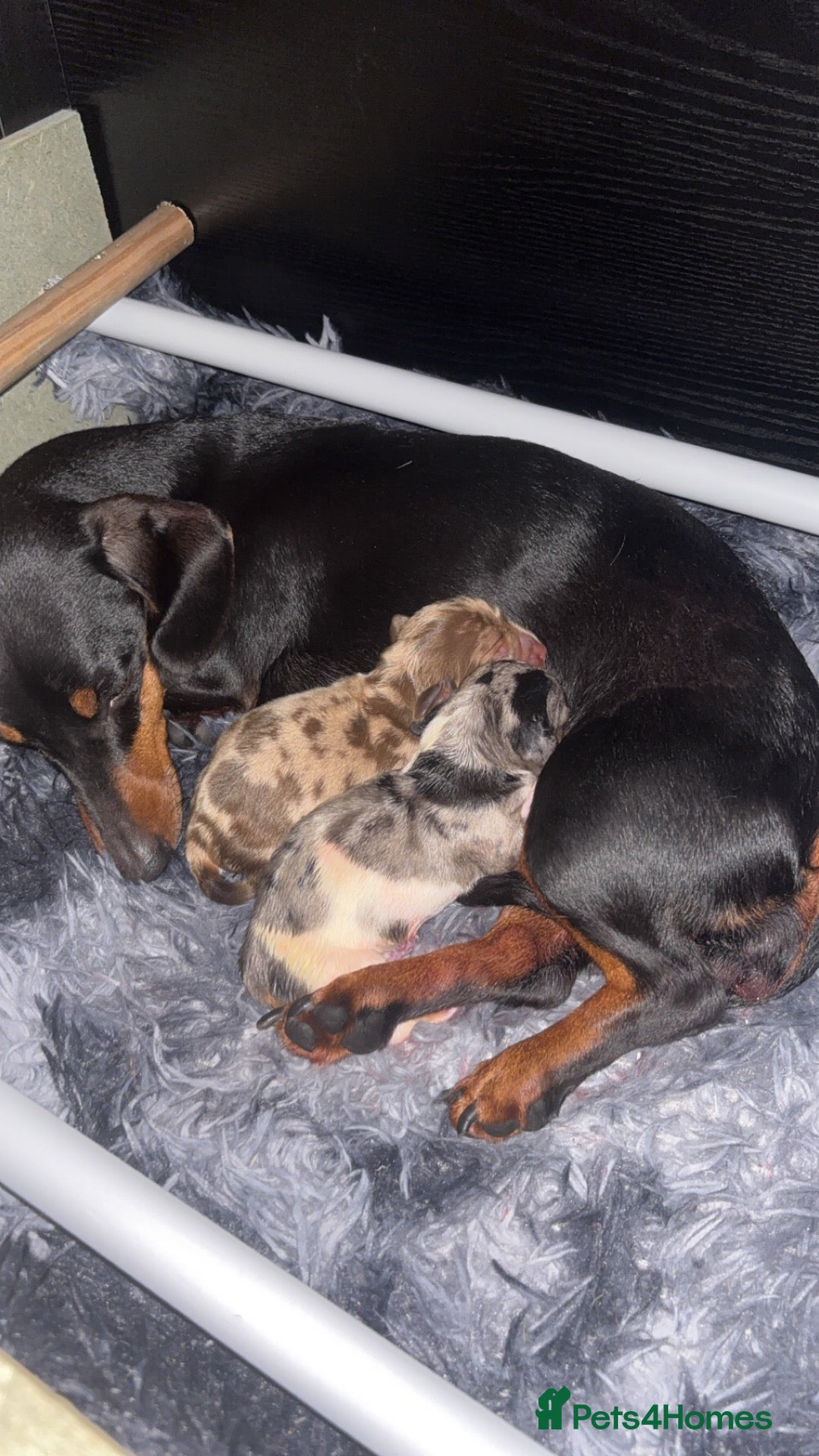 Miniature Dachshund dogs Miniature Dachshund female! 🐶 - Advert 3