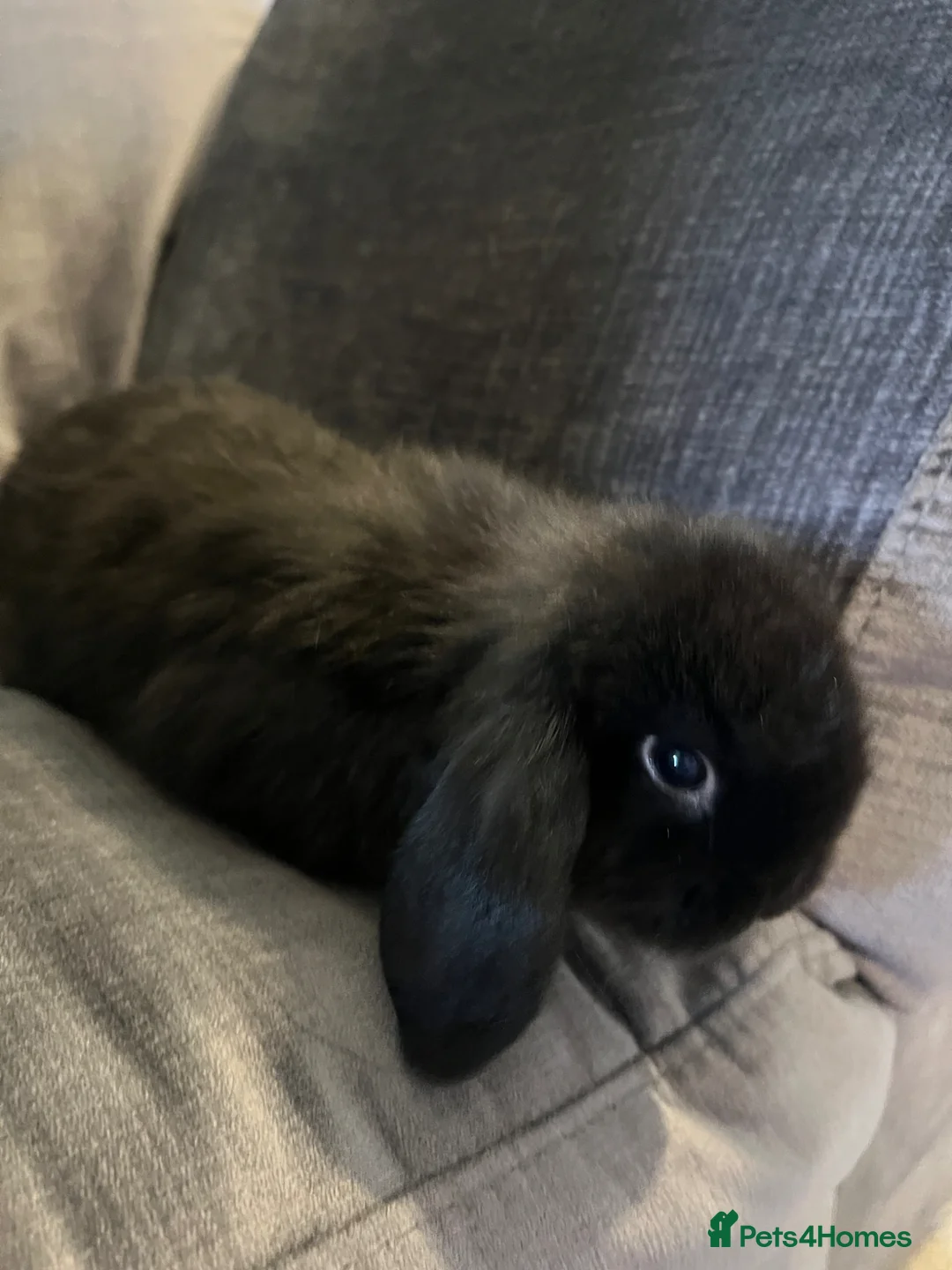 Mini Lop rabbits for sale: Mixed mini lops for sale - Advert 2