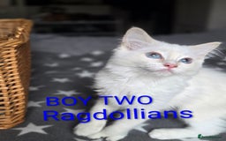 Ragdoll cats for sale: GCCF RAGDOLLS INTERVIWING NOW!! - Image 6