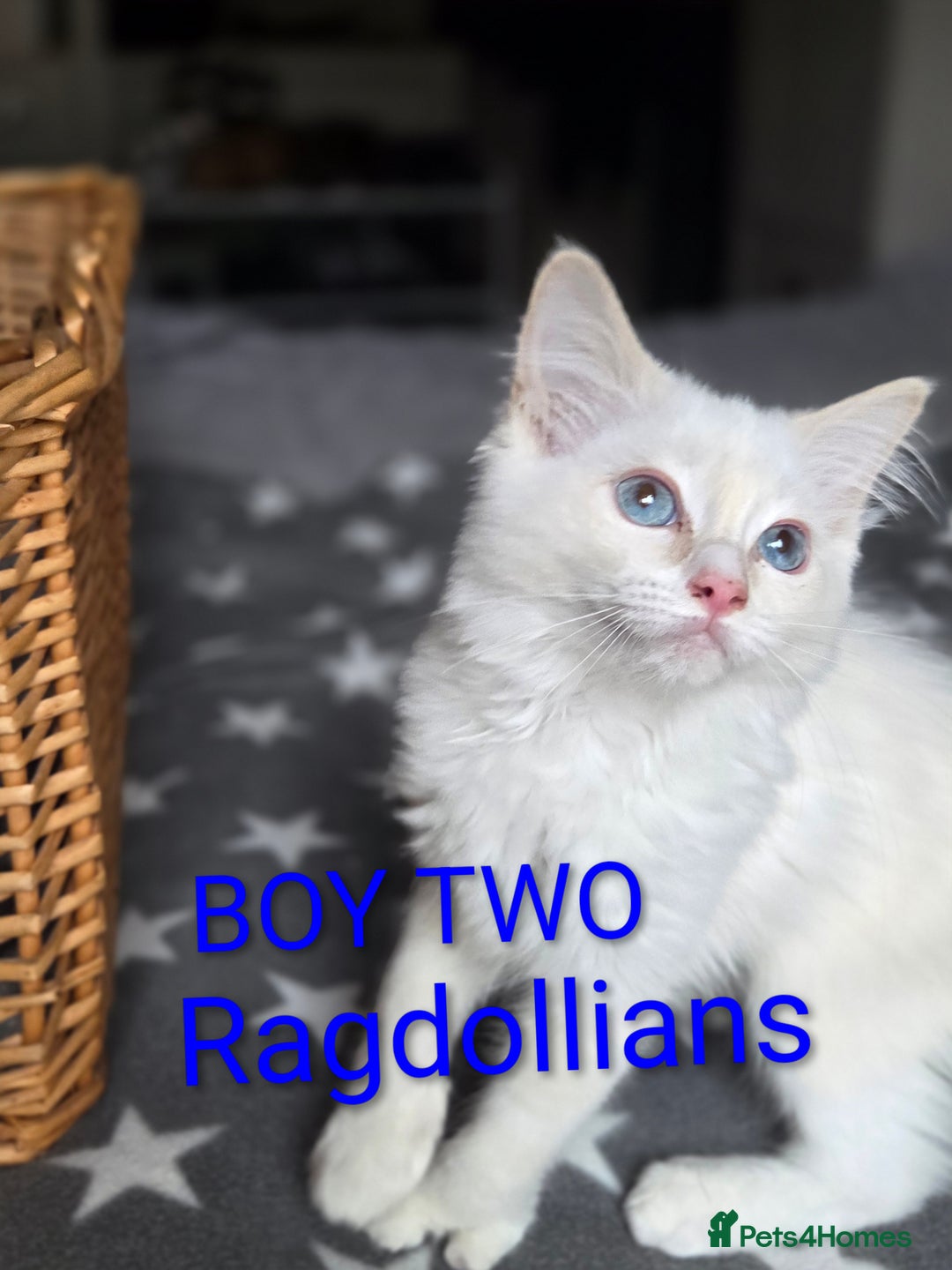 Ragdoll cats for sale: GCCF RAGDOLLS INTERVIWING NOW!! - Image 6