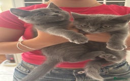 Mixed Breed cats for sale: Ready for new home!  - Image 5