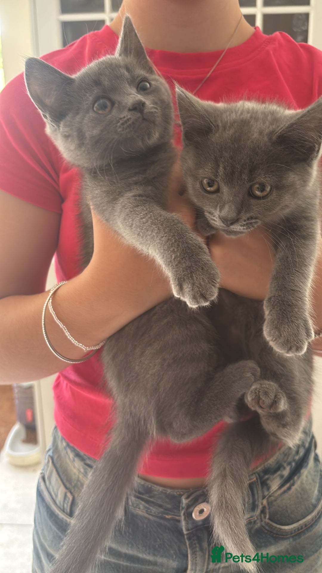 Mixed Breed cats for sale: Ready for new home!  - Image 5