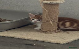 Mixed Breed cats for sale: 1 Gorgeous little boy left  - Image 29