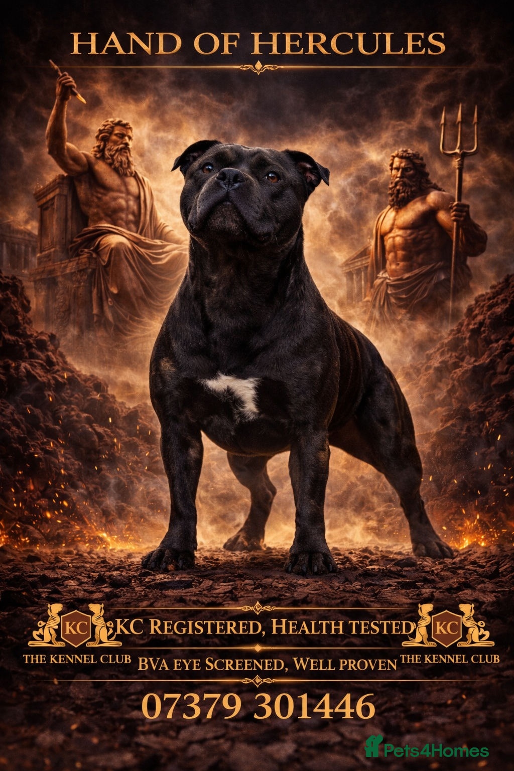 Staffordshire Bull Terrier dogs 🇬🇧 OX BULLZ! HERCULES, BLUE HEALTH TESTED STUD - Advert 8