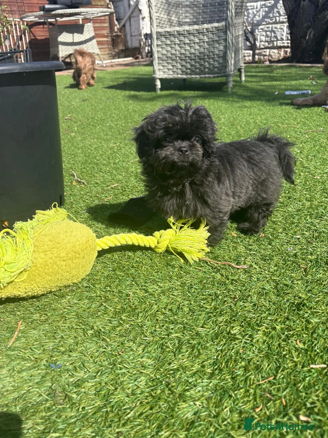 Shih Tzu dogs for sale: Beautiful Blue Female KC Health Tested  - Advert 3