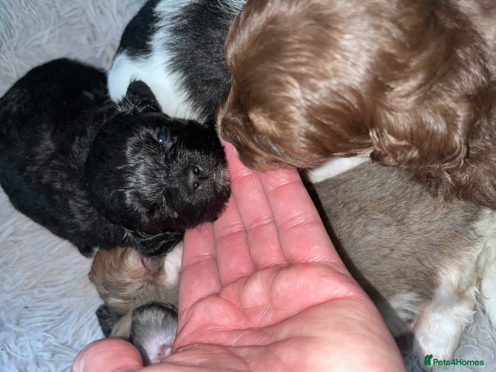 Shihpoo dogs Beautiful Toy Shihpoo girl  - Advert 5