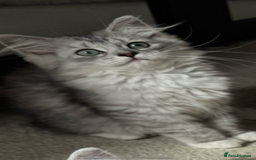 Mixed Breed cats for sale: Persian x Ragdoll kittens - Image 26